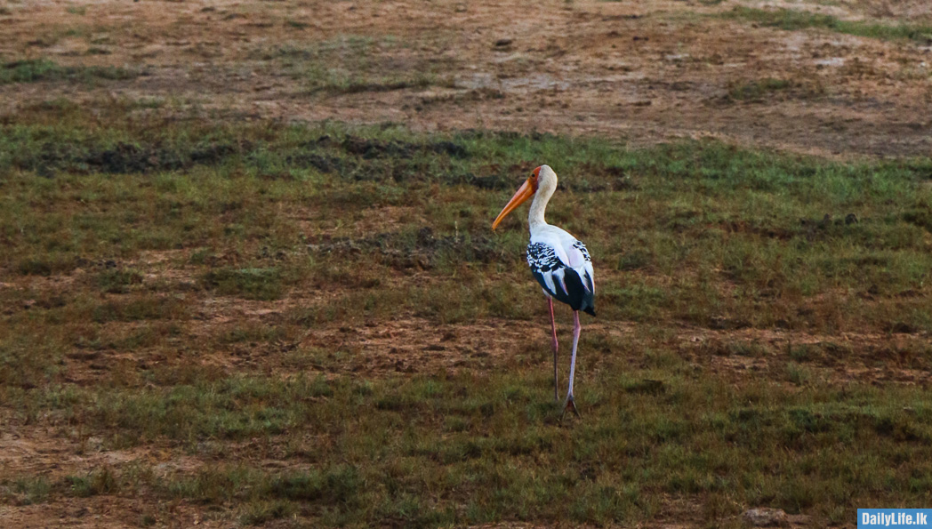 White bird on the ground
